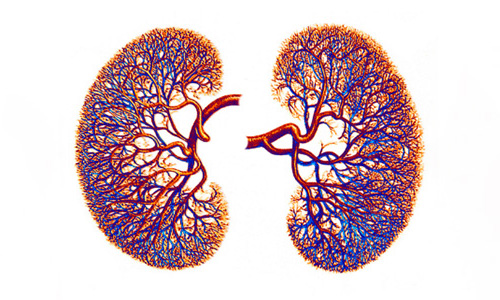 Center for Renal Precision Medicine Biorepository image of lungs